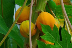 ripe-fermented-papaya-c